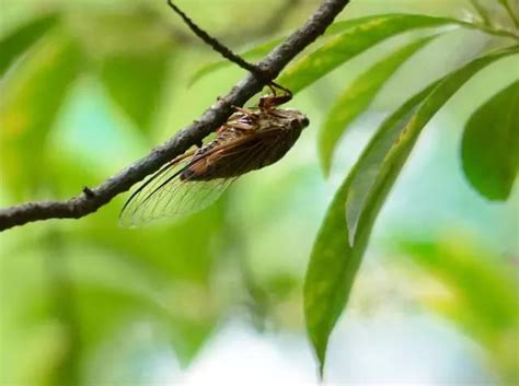 蟬 飛|一鳴驚人！蟬的6大吉祥寓意